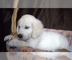 Small #2 English Cream Golden Retriever