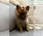 Small #2 Pomeranian