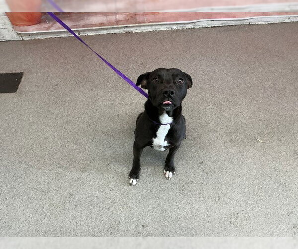 Medium Photo #1 Mutt Puppy For Sale in San Bernardino, CA, USA
