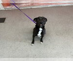 Small Mutt