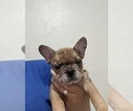 Small Photo #9 French Bulldog Puppy For Sale in AMARILLO, TX, USA