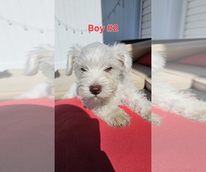 Schnauzer (Miniature) Puppy for sale in SPARTA, WI, USA