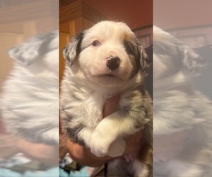 Miniature American Shepherd Puppy for sale in MARENGO, IA, USA