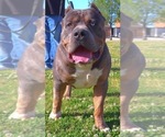 Small Photo #11 American Bully Puppy For Sale in LOS ANGELES, CA, USA