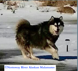 Father of the Alaskan Malamute puppies born on 11/30/2017