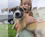 Small #1 Labrador Retriever Mix