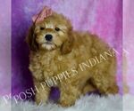 Small #3 Goldendoodle (Miniature)