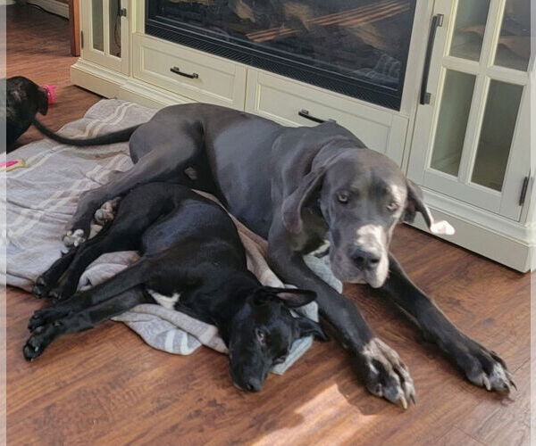 Medium Photo #2 Shepradors Puppy For Sale in New London, WI, USA