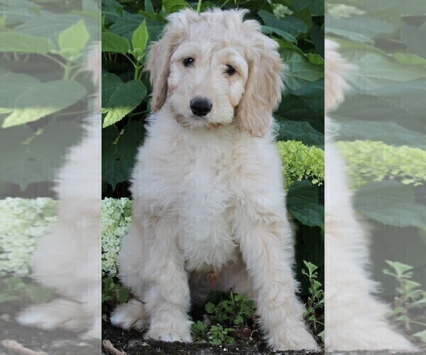 Medium Photo #8 Goldendoodle Puppy For Sale in FREDERICKSBURG, OH, USA