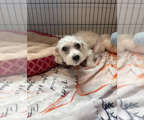 Medium Photo #1 Mutt Puppy For Sale in Bolivar, MO, USA