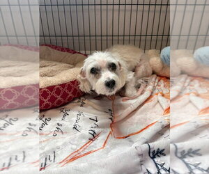 Mutt Dogs for adoption in Bolivar, MO, USA