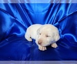 Puppy Our Purple Lab Labrador Retriever