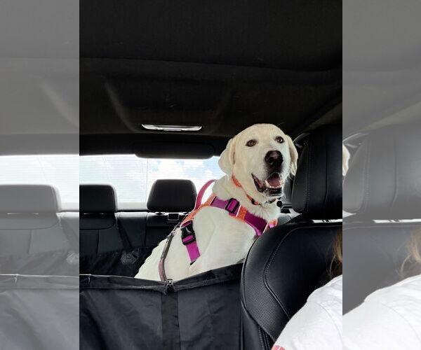 Medium Photo #9 Great Pyrenees-Unknown Mix Puppy For Sale in Houston, TX, USA