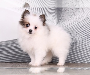 Pomeranian Puppy for sale in WESTPOINT, IN, USA