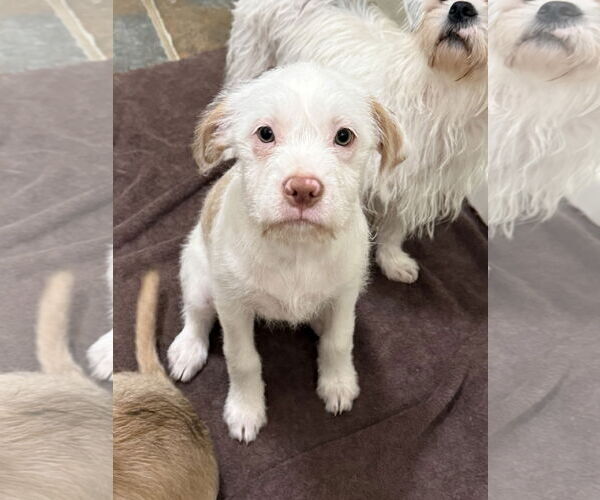 Medium Photo #3 Maltese-Unknown Mix Puppy For Sale in Texarkana, TX, USA