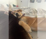 Small #2 Mutt