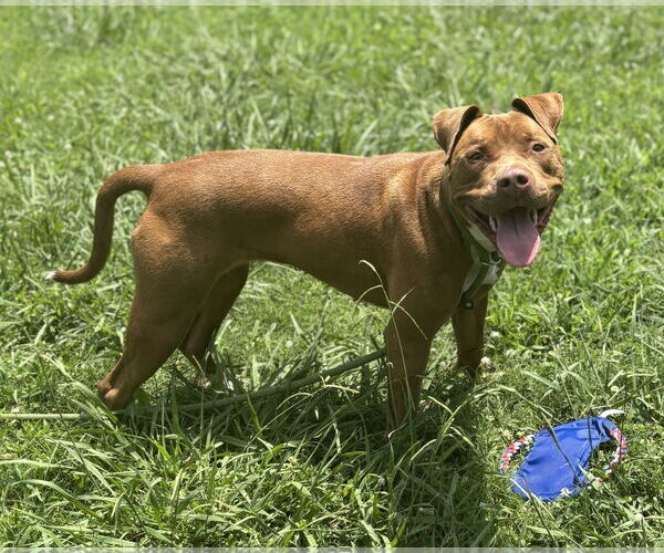 Medium Photo #4 American Pit Bull Terrier-Unknown Mix Puppy For Sale in Virginia Beach, VA, USA