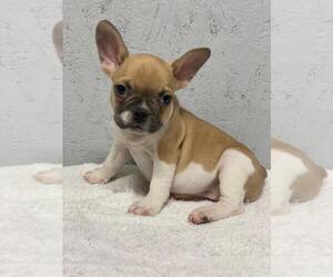 French Bulldog Puppy for sale in CHARLESTON, SC, USA