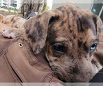 Small Photo #18 Catahoula Bulldog Puppy For Sale in MIAMI BEACH, FL, USA