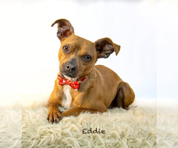 Medium Photo #1 Chihuahua-Unknown Mix Puppy For Sale in Hot Springs Village, AR, USA