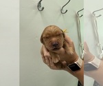 Small #1 Golden Retriever