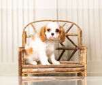 Small Photo #2 Cavalier King Charles Spaniel Puppy For Sale in WARSAW, IN, USA