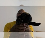 Puppy Puppy 2 Cane Corso