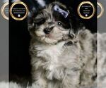 Puppy Picasso F1 Maltipoo