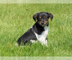 Fox Terrier (Toy) Puppy for sale in FREDERICKSBURG, OH, USA