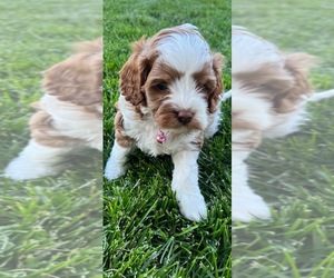 Cavalier King Charles Spaniel-Poodle (Toy) Mix Puppy for sale in DRAPER, UT, USA