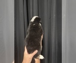 Small #2 Australian Shepherd