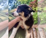 Small Photo #1 Australian Shepherd Puppy For Sale in AKRON, OH, USA