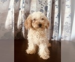 Small Photo #16 Poodle (Miniature) Puppy For Sale in DURHAM, CT, USA