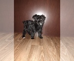 Small Photo #27 YorkiePoo Puppy For Sale in LAPEER, MI, USA