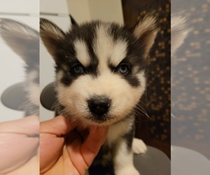 Siberian Husky Puppy for sale in DISTRICT HEIGHTS, MD, USA