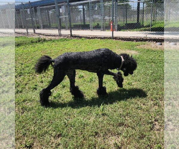 Medium Photo #7 Poodle (Standard)-Unknown Mix Puppy For Sale in Rockaway, NJ, USA