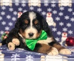 Small Photo #1 Bernese Mountain Dog Puppy For Sale in CLAY, PA, USA