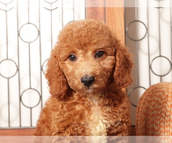 Medium Photo #2 Goldendoodle (Miniature) Puppy For Sale in NAPLES, FL, USA