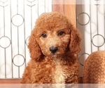 Small #1 Goldendoodle (Miniature)