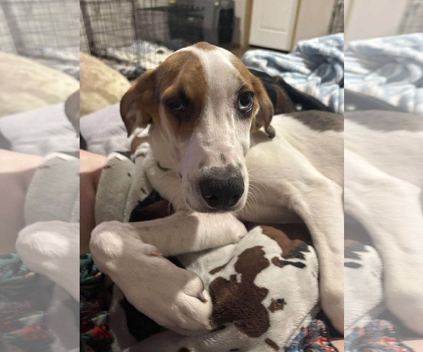Medium Photo #1 Mutt Puppy For Sale in Woodbury, NY, USA