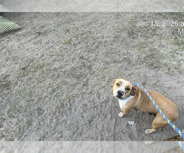Medium Photo #1 American Pit Bull Terrier Puppy For Sale in Ocala, FL, USA
