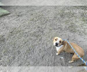 American Pit Bull Terrier Dogs for adoption in Ocala, FL, USA