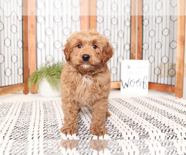 Medium Photo #3 Goldendoodle Puppy For Sale in NAPLES, FL, USA