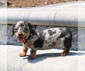 Dachshund Puppy for sale in LEOLA, PA, USA