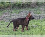 Small Photo #2 German Shepherd Dog Puppy For Sale in FREDERICKTOWN, OH, USA