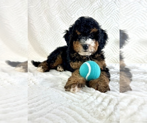 Medium Photo #3 Miniature Bernedoodle Puppy For Sale in GREENFIELD, IN, USA