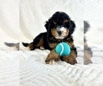 Small #2 Miniature Bernedoodle