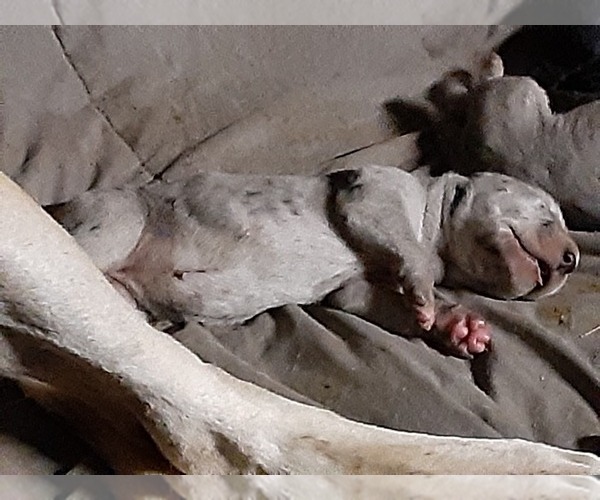 Medium Photo #17 Great Dane Puppy For Sale in PIERSON, MI, USA