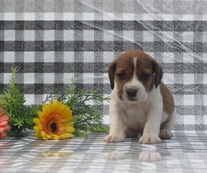 Beabull-Beagle Mix Puppy for sale in FREDERICKSBG, OH, USA