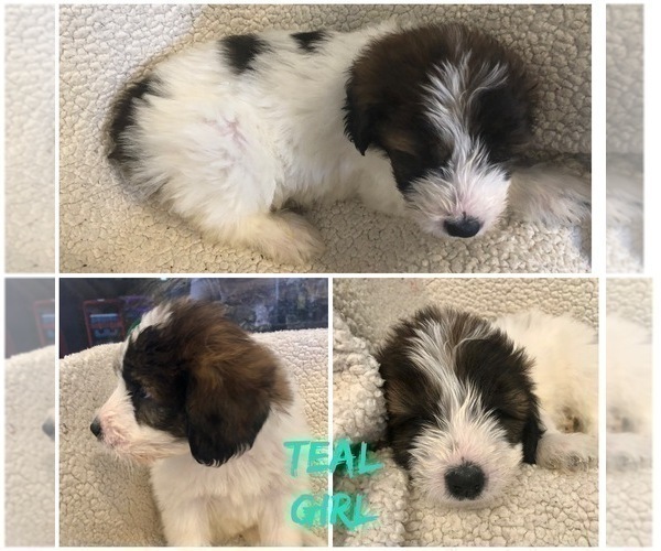 Medium Photo #6 Pyredoodle Puppy For Sale in DACULA, GA, USA